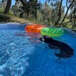 Bestway Steel Pro MAX 12ft (3.66m) x 30in (76cm) Round Above Ground Swimming Pool Set with Filter Pump – 6,473L Capacity – Durable Metal Frame Family Outdoor Pool – Gray photo review